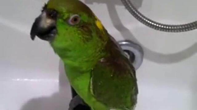 Папагал пее в банята