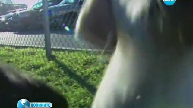 Лабрадор Ретривър е най-популярното куче в САЩ - 2013 г.
