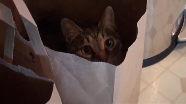 Котка в хартиена торбичка