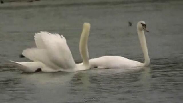 Танцът на влюбените лебеди