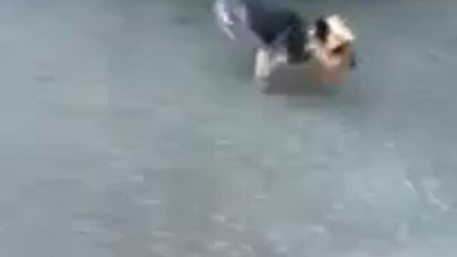 Куче което тича на крака като човек