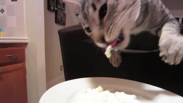 Котка се храни с вилица като човек