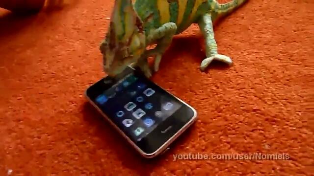 Хамелеон се плаши от Iphone