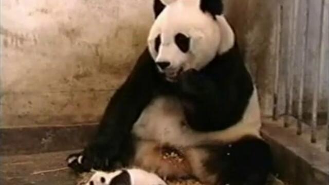 Панда се стряска от собственото си новородено-смях