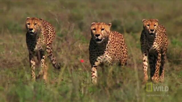 Живота на бързите яростни гепарди!