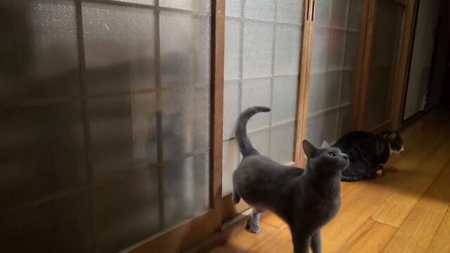 Котка почуква на вратата за да и отворят