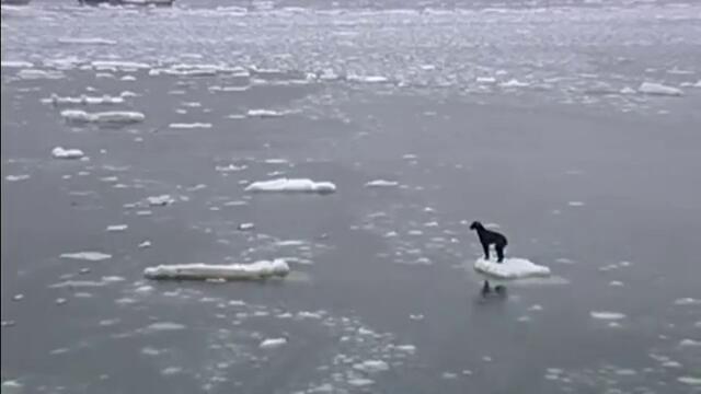 Рибари спасяват куче от смърт плуващо на парче лед в реката !