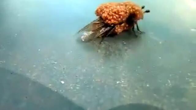 Пчела царица нападната от армия паяци!