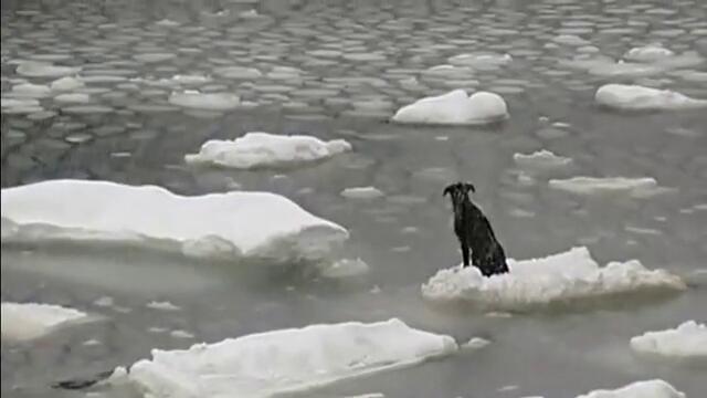 Рибари спасяват куче от смърт плуващо на парче лед в реката !