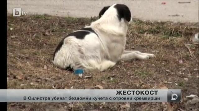 В Силистра убиват кучета с отровни кренвирши