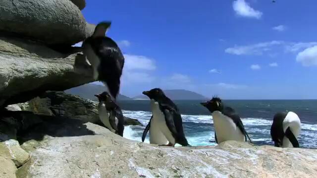 Пингвините !!! Penguins!