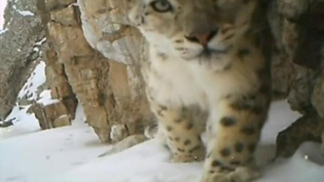 Рядък вид снежен леопард откриха в Монголия