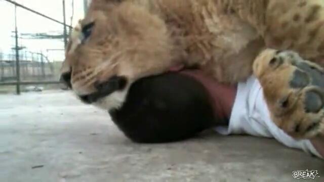 Ето как обича една истинска лъвица !