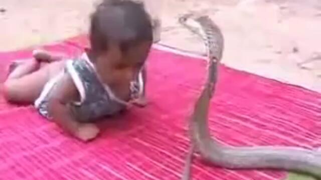 Дете в голяма близост срещу кобра