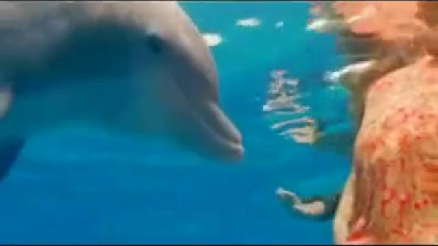 Уникално ! Делфини спасяват хора от акули