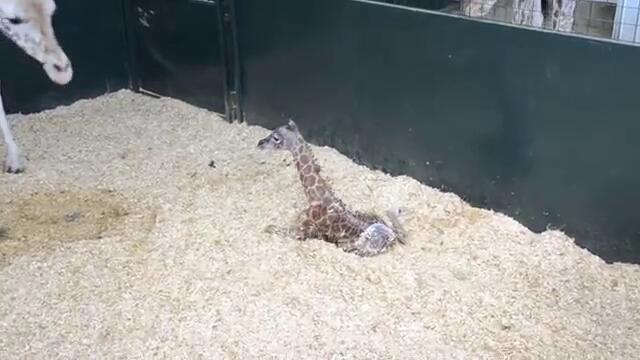 Бебе жирафче опитва да се изправи на краката си