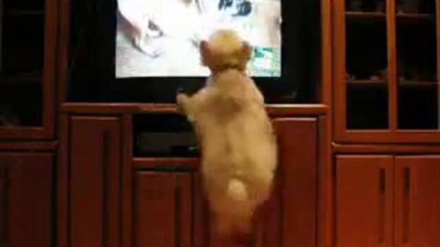 *СМЯХ* Куче се опитва да влезе в телевизора :D