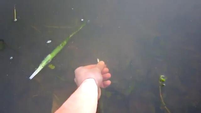 Ловене на риба с голи ръце