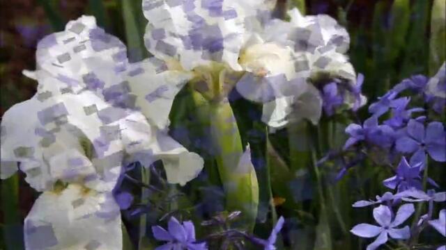 Richard Clayderman - Цветя