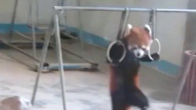 Червена панда прави гимнастика