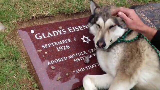 Куче плаче със сълзи на гроба на човека негов приятел - Dog cries on the grave of its owner