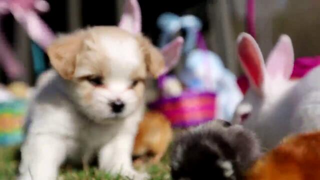 Кученцата и другите животни посрещат Великден