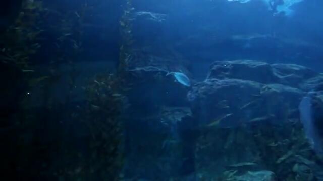 Подводен аквариум в Дубай - Inside Dubai Aquarium tunnel (Dubai Mall)