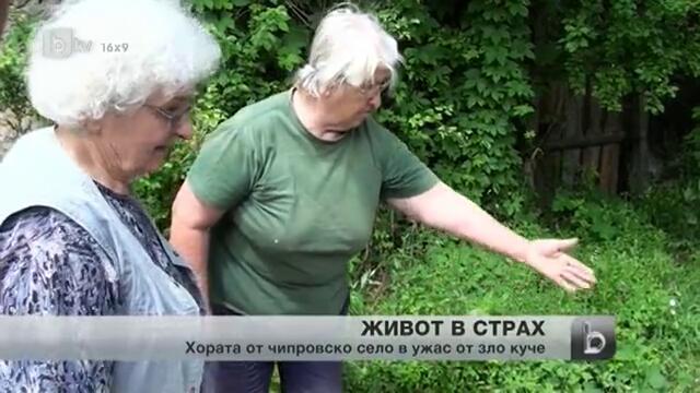 Зло куче всява страх в Чипровско село