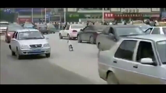 Куче в лице срещу колите! Паникьосва хора и шофьори!