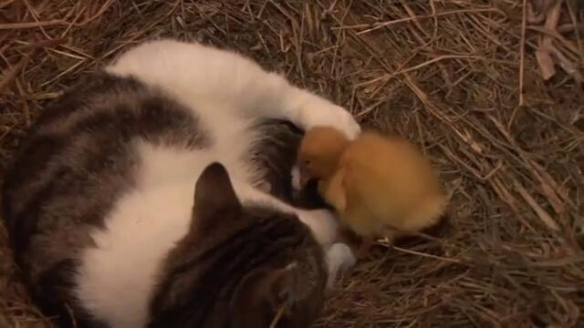Невероятно... Котка отглежда бебе патенца изоставени от майка си