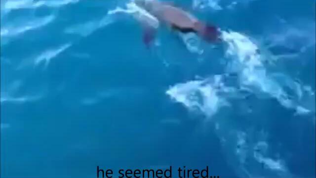 Сладурско бебе морски лъв не се страхува ,качва се на яхта !
