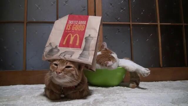 Котка има шапка на Макдоналдс