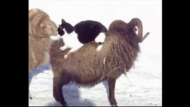 Смях... Котка обича да се разхожда седнала върху пухкав овен