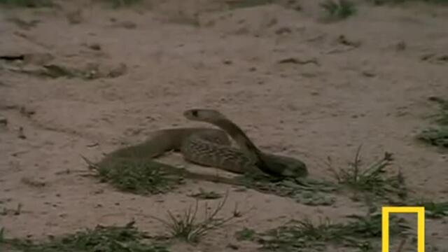 Непрестанната битка за оцеляване (мангуста надвива кобра)