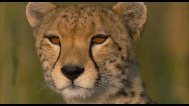 Африканските котки - Малките леопардчета