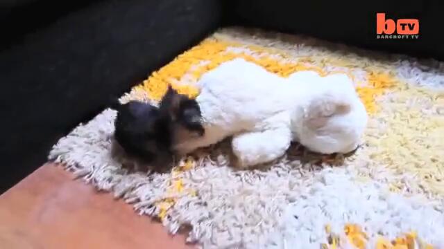 Най - малкото куче в света Tiny Dog Terrier