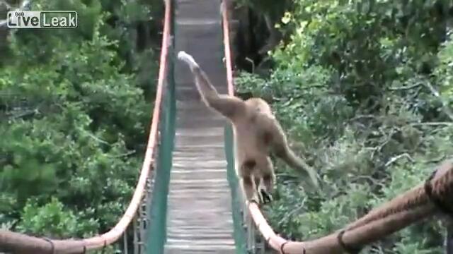 Маймуни ходят по въжен мост !