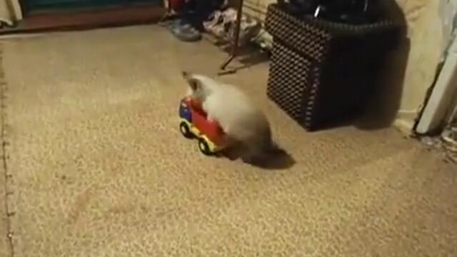 Коте кара камион ( смях )