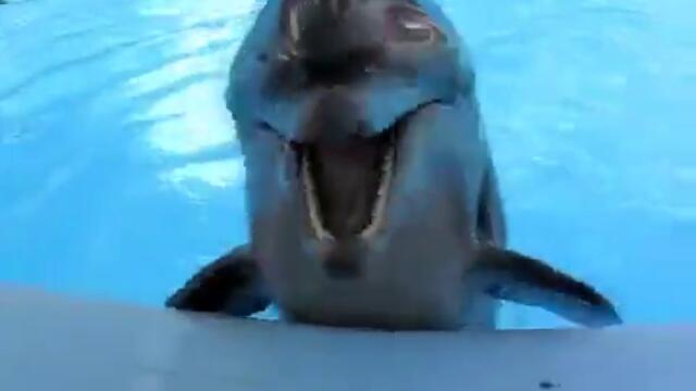 Делфинче се разбива от смях !