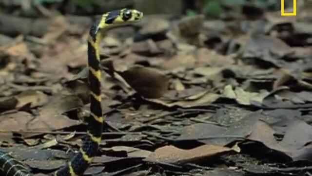 Кралска кобра поглъща водна змия .. (Превод pReerz)