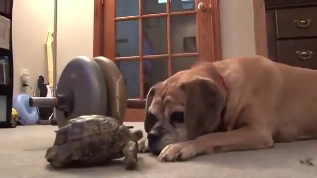 Костенурка хапе куче за нослето .