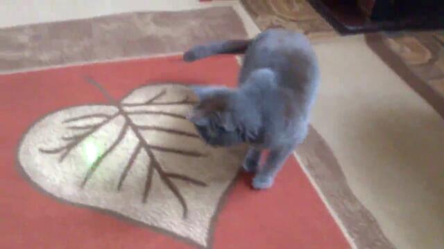 Котка си играе със зелен лазер :d