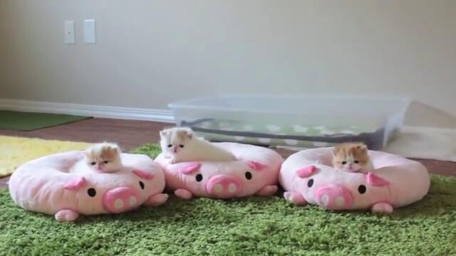 Пухкави сладки малки котенца!