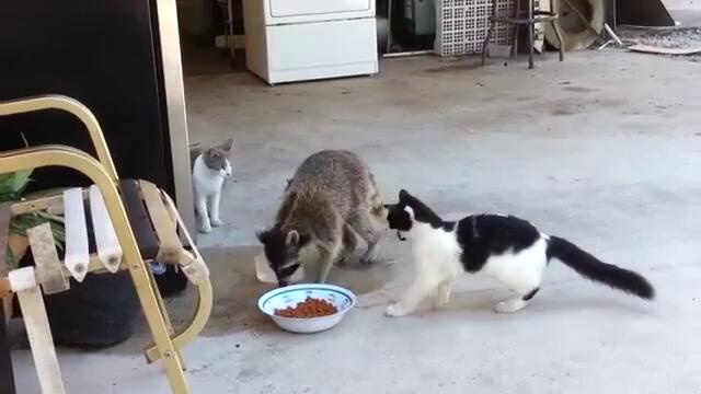 Миеща мечка краде храна от котките!