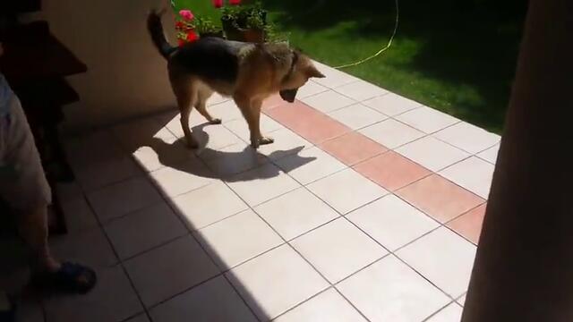 Смях! Куче пробва да смачка сянката си