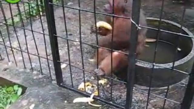 Бясна маймуна яде банани за секунди