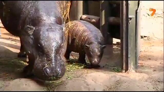 Хипопотамче пигмей се роди в чилийски зоопарк