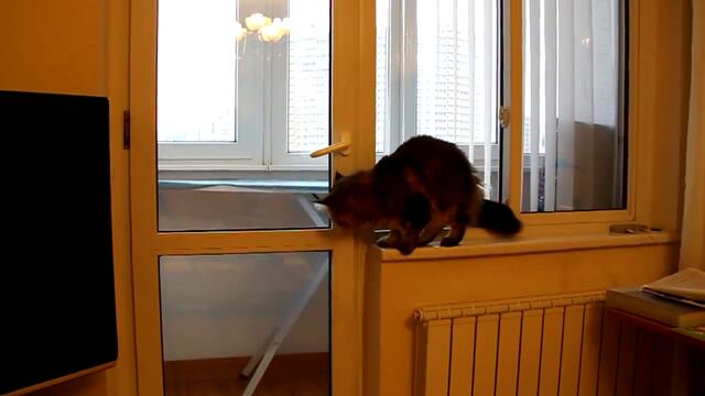 Умна котка отваря врата .