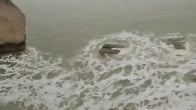 Жива Русалка В Морето (видео)