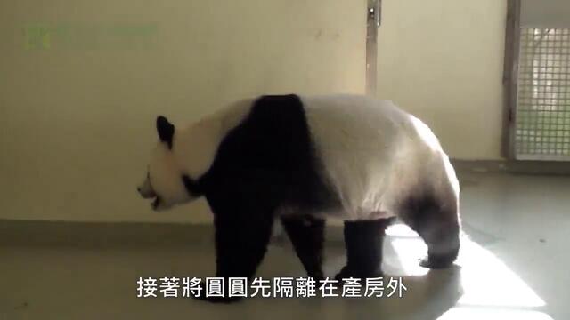 Бебе панда се прегръща с майка си ..